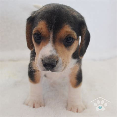 Adopted Meet Bailey He Is A Happy Male Beagle Puppy He Is A Fun
