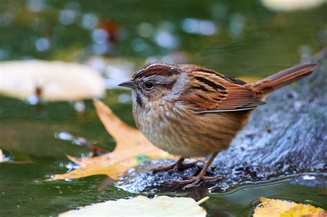 Birds Of New York Sparrows And Relatives