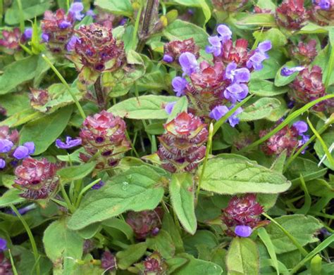 And is it even possible to produce the coveted purple color by giving the plant something extra, taking something away, or tweaking the conditions in. Selfheal, identify, prevent & control this lawn weed