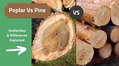 Poplar Wood Vs Pine How Are They Different Woodsmith Spirit