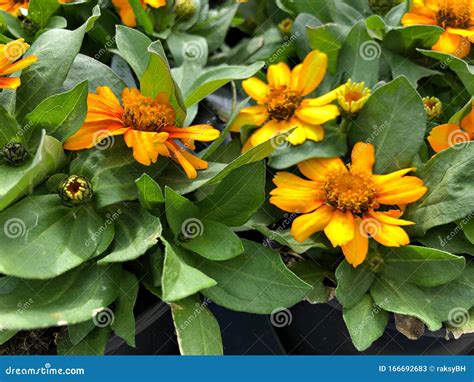 Wide Shot Of Blooming Yellow Zahara Zinnia Flowers Stock Image Image