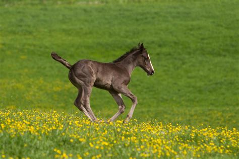 Black Foal Gallop On Meadow Slightly Blurred By Luda Stock On Deviantart