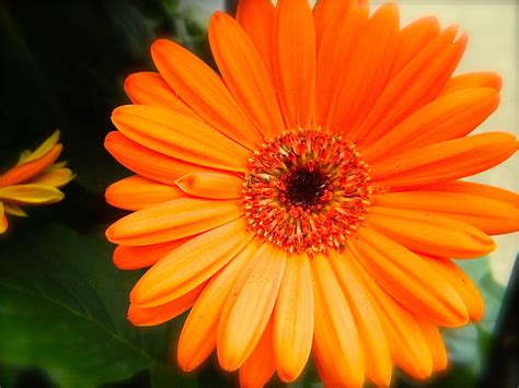 Free Download Desktop Wallpapers Orange Gerbera Daisy Flowers Desktop