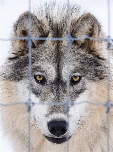 Descendants of historic Pennsylvania wolves live in Montana | Outdoors ...