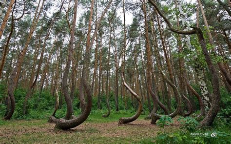 The Crooked Forest In Poland Looks Alien Strange Sounds