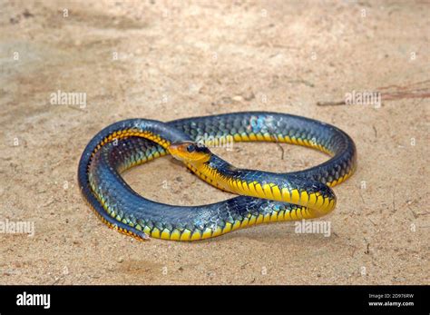 Amazon Whipsnake Chironius Carinatus Female French Guyana Stock