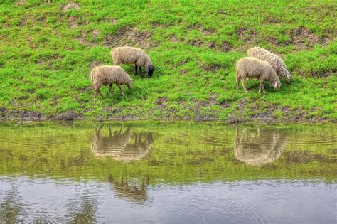Sheep Grazing On The River Shore Stock Image Image Of Village Forest