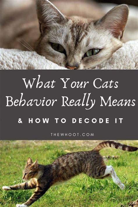 Cat Behavior Guide Your Cats Moves Explained The Whoot Cat