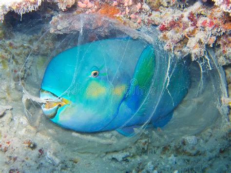 Parrot Fish Sleeping Inside The Cocoon Underwater During A Night Dive