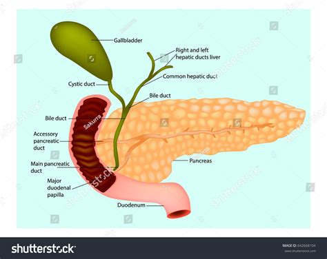 Gallbladder Duct Anatomy Of The Pancreas Liver Duodenum And S Stock Images