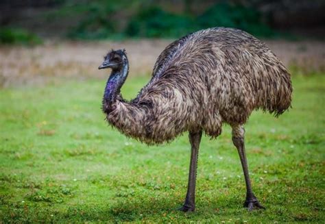 This Emu Was Captured In York County And Police Are Looking For Its