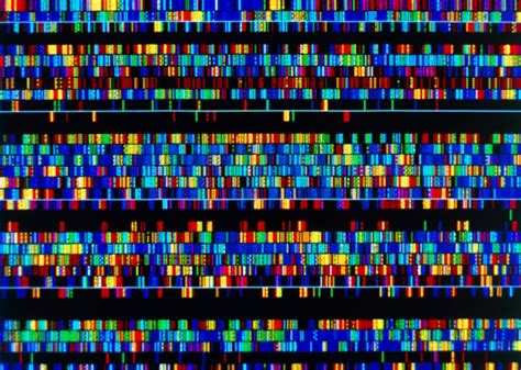 A Complete Human Genome Sequence Is Close How Scientists Filled In The Gaps