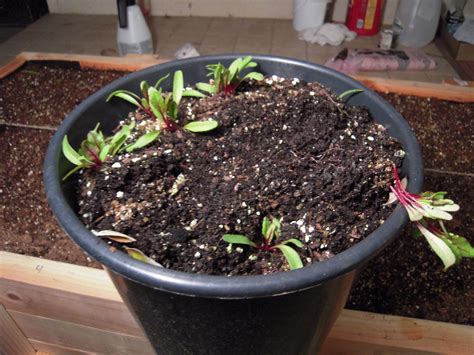 How long before zucchini seeds sprout. Gardening with the Gragstons: Transplanting Beets to the ...