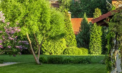 Best Privacy Trees For New Jersey Landscapes