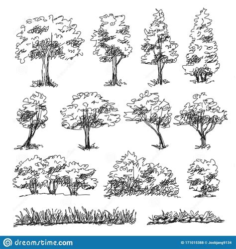 Architectural Tree Drawings
