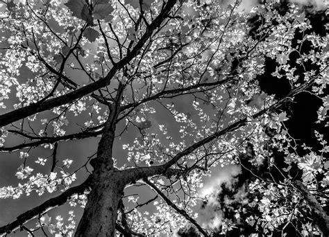 Free Images Tree Branch Black And White Sunlight Leaf Flower