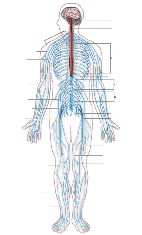 The nervous system maintains internal order within the body by coordinating the activities of muscles and organs, receives input from sense organs, trigger reactions, generating learning and. PMS Zone: Severe PMS Could Mean a Depressed Nervous System