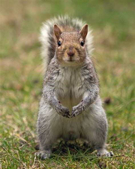 Eastern Gray Squirrel 73 By Easterngraysquirrel On Deviantart Cute