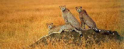 Coalition Cheetah Rock Safari Resting Wallpapers