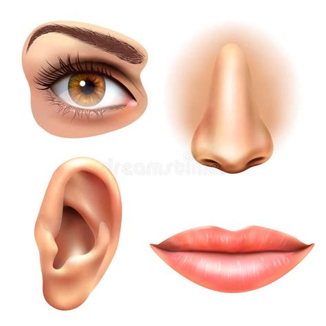 Eye Ear Lips Nose Icons Set Stock Vector Illustration Of Education B18