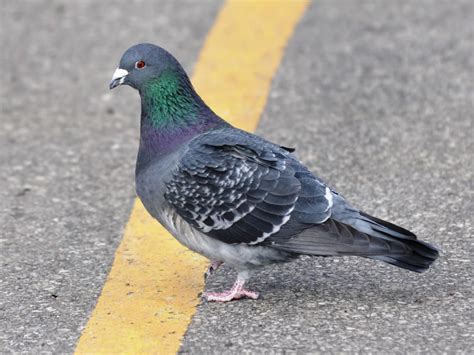 Photos And Videos For Rock Pigeon All About Birds Cornell Lab Of