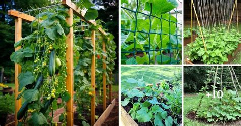 15 Diy Cucumber Trellis Ideas To Maximize Your Gardens Potential