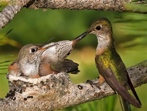 Baby Hummingbird Facts Hummingbirds Plus