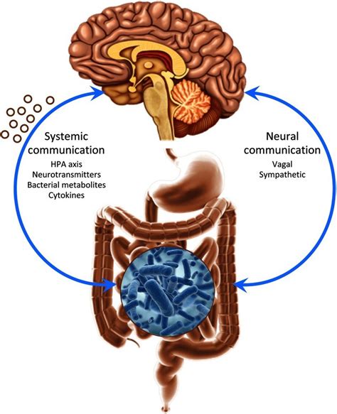 understanding the gut brain connection viva healthy life the center for holistic medicine