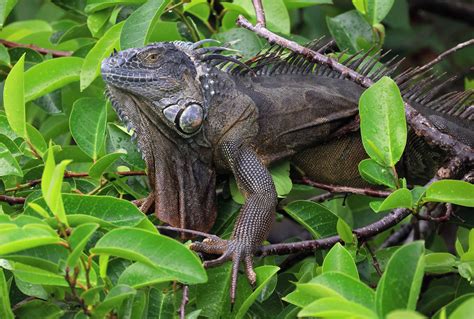 Its Raining Iguanas Weather Advisory Calls For Chance Of Reptiles