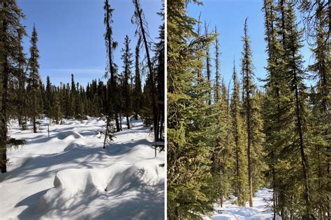 Notes From The Field Illuminating A Boreal Forests Spring Wake Up