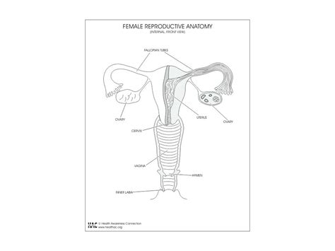 Female Reproductive System Worksheet
