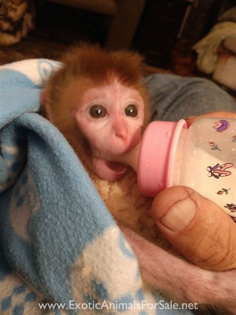 Baby Rhesus Macaque For Sale