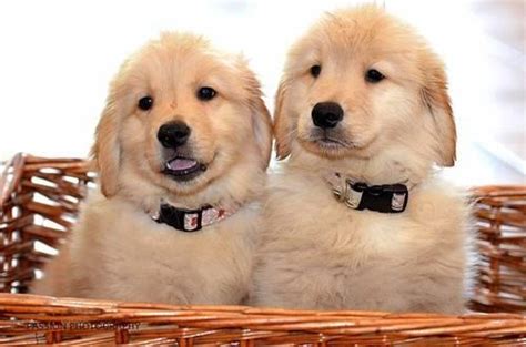 Find out what you need to know before adopting. White AKC English Creme Golden Retriever Puppies for ...