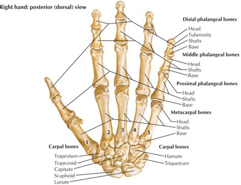 1 Bone Structure Of The Human Hand 6 Download Scientific Diagram