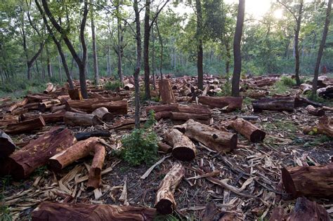 Más Del 80 De La Deforestación Se Concentrará En 11 Lugares Según Un