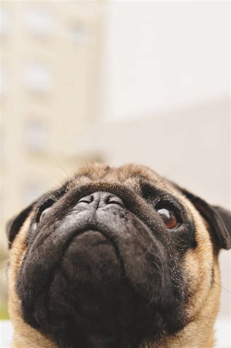 Cute Pug Face Close Up Stock Photo Image Of Cute Small 69451868