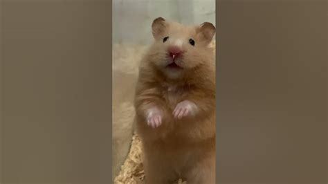 Hamster Shocked Youtube