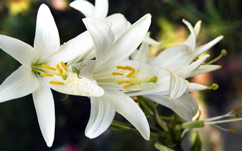 Easter Lilies Wallpapers Wallpaper Cave