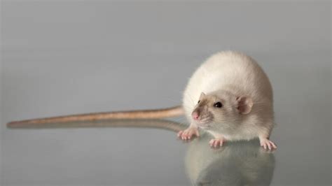 Why Do Rats Have Tails All You Need To Know Exotella 2023