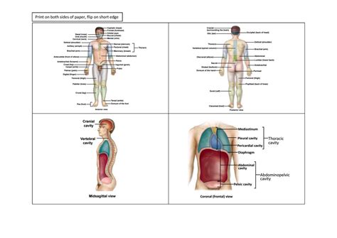 Lsb142 Flashcards Summary Human Anatomy And Physiology