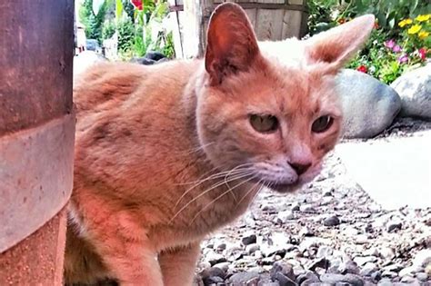 Alaska Towns Cat ‘mayor Dies At 20