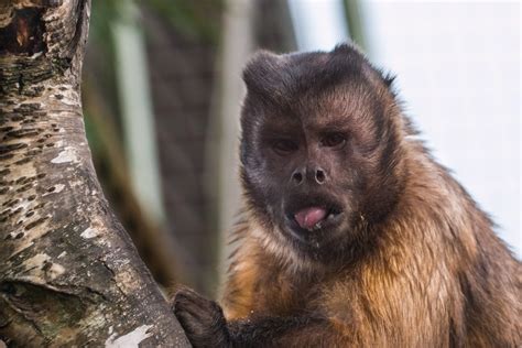 Rude Capuchin Monkey 3 Etienne Fournier Flickr
