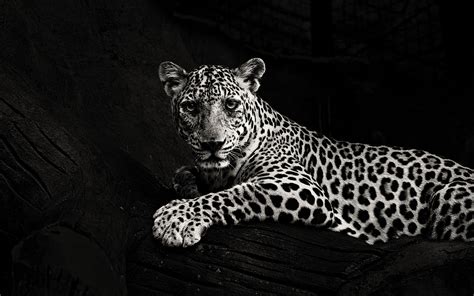 Download Wallpaper 2560x1600 Jaguar Bw Predator Sight Big Cat