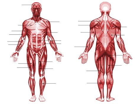 Every main muscle in the body is labeled and painted to the highest standards. Muscle Anatomy (Picture Click) Quiz - By Scuadrado