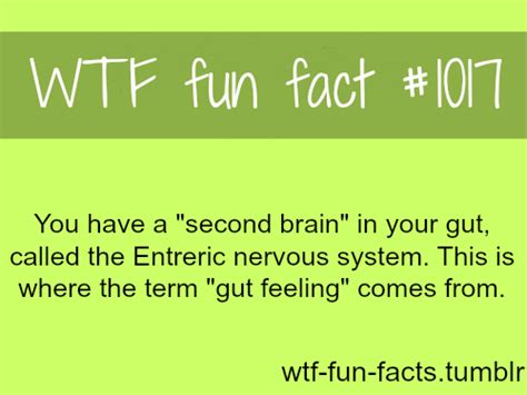 1017 You Have A Second Brain In Your Gut Called The Entreric