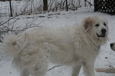Great Pyrenees In The Snow Buzzy And Mushy In The Snow Of Flickr