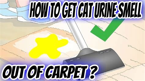 How To Get Cat Urine Smell Out Of Carpet Youtube