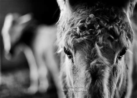 The Hee Haw Donkey Gang ~ Those Eyes ️ Hee Haw Horses Donkey