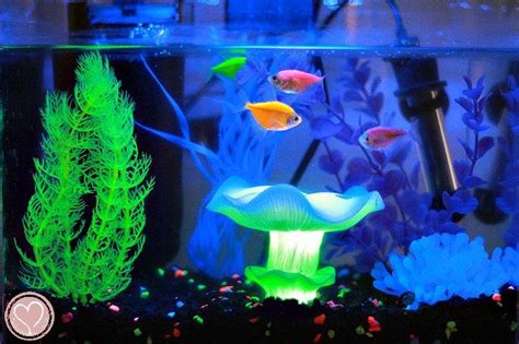 A Glofish Review Everything To Know Before You Buy Glofish Fish