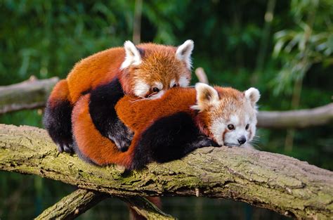 Red Panda In A Tree